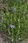 Oblongleaf snakeherb